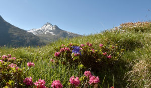 Sommer in Saas-Almagell